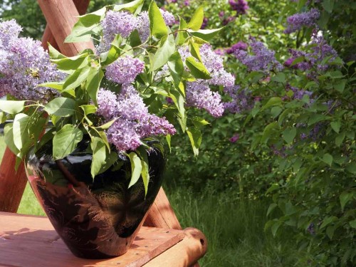 Oceń jak kwitnące bzy w kolorze lila prezentują się w czarnym ceramicznym wazonie.