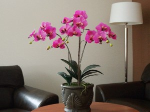 Różowa orchidea w ozdobnej doniczce 77cm [AZ02019]