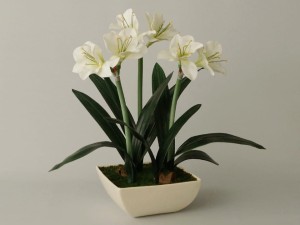 Biały amarylis w ceramicznej doniczce 75cm [AZ02016]