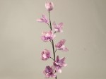 Cybindium 109cm [AZ01690]