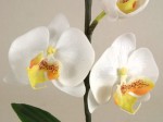 Zbliżone ujęcie pokazuje kwiatostan sztucznego storczyka z gatunku Phalaenopsis. Imitacja wiernie oddaje nawet żyłki występujące w żywych kwiatach.