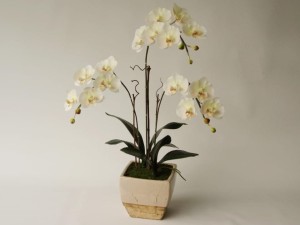 Kremowa orchidea w ceramicznej donicy 72cm [AZ02017]